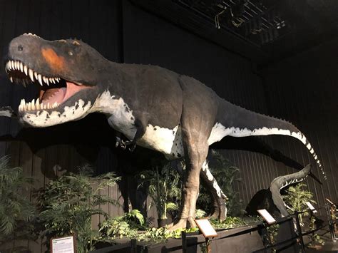 Dinosaur museum branson - About. Prehistoric Fossils is a family friendly Natural History Store with the largest selection of fossils and dinosaurs in the entire Branson area! We are frequently mistaken as a Museum, however we are not a Museum and nowhere do we claim to be a museum. But while we are technically NOT a museum we do provide plenty …